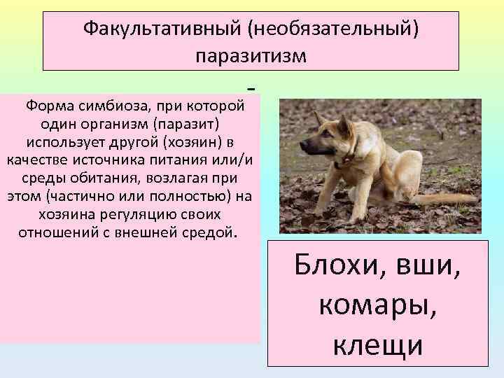 Факультативный (необязательный) паразитизм Форма симбиоза, при которой один организм (паразит) использует другой (хозяин) в