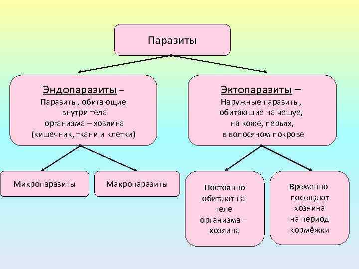 Паразиты Эндопаразиты – Паразиты, обитающие внутри тела организма – хозяина (кишечник, ткани и клетки)