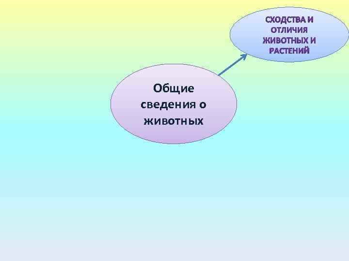 Общие сведения о животных 
