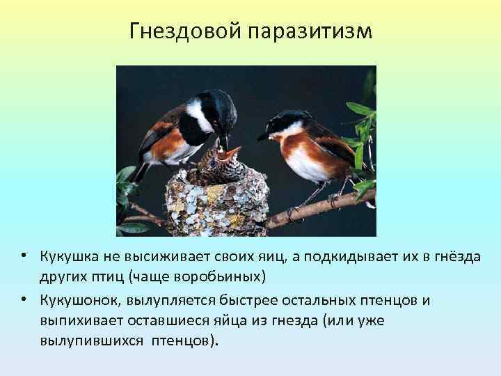Гнездовой паразитизм • Кукушка не высиживает своих яиц, а подкидывает их в гнёзда других