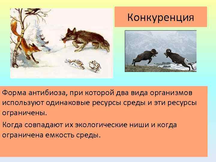 Конкуренция Форма антибиоза, при которой два вида организмов используют одинаковые ресурсы среды и эти