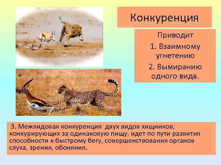 Конкуренция Приводит 1. Взаимному угнетению 2. Вымиранию одного вида. 3. Межвидовая конкуренция двух видов
