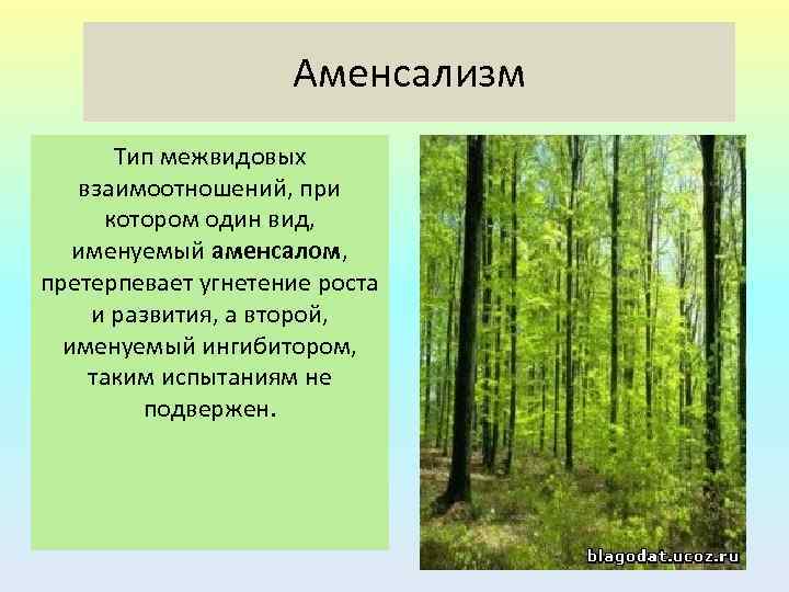 Аменсализм Тип межвидовых взаимоотношений, при котором один вид, именуемый аменсалом, претерпевает угнетение роста и