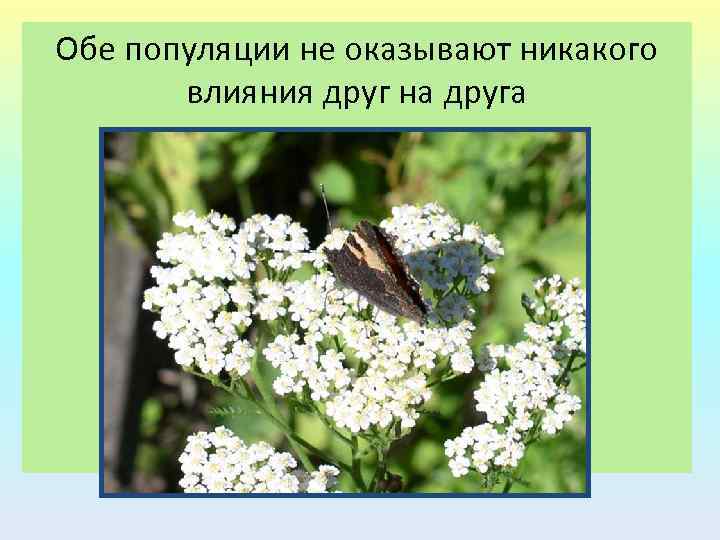 Обе популяции не оказывают никакого влияния друг на друга 