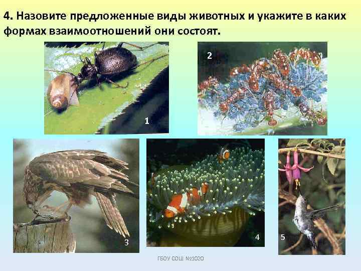 4. Назовите предложенные виды животных и укажите в каких формах взаимоотношений они состоят. 2