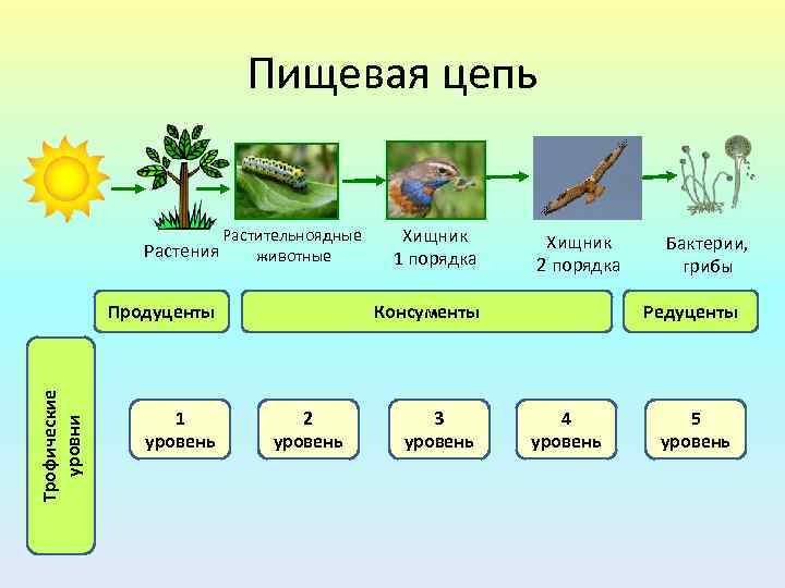 Пищевая цепь Растения Растительноядные животные Трофические уровни Продуценты 1 уровень Хищник 1 порядка Хищник