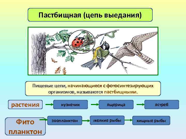 Пастбищная (цепь выедания) Пищевые цепи, начинающиеся с фотосинтезирующих организмов, называются пастбищными. растения Фито планктон