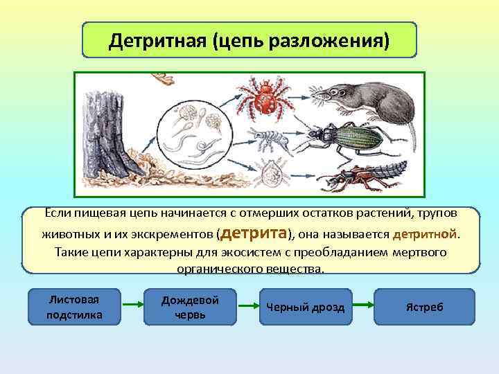 Детритная (цепь разложения) Если пищевая цепь начинается с отмерших остатков растений, трупов животных и