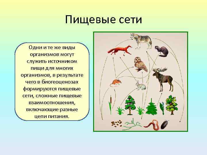 Достройте схему пищевых взаимоотношений в смешанном лесу поместив в соответствующие графы