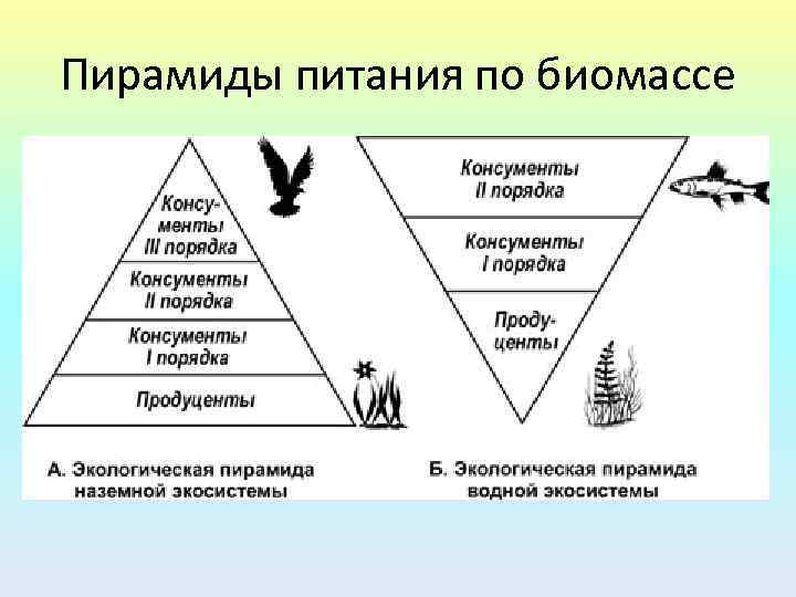 Пирамиды питания по биомассе 