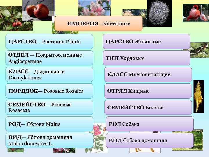 ИМПЕРИЯ - Клеточные ЦАРСТВО— Растения Planta ЦАРСТВО Животные ОТДЕЛ — Покрытосеменные Angiospermae ТИП Хордовые