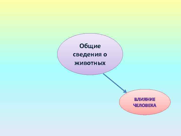 Общие сведения о животных 