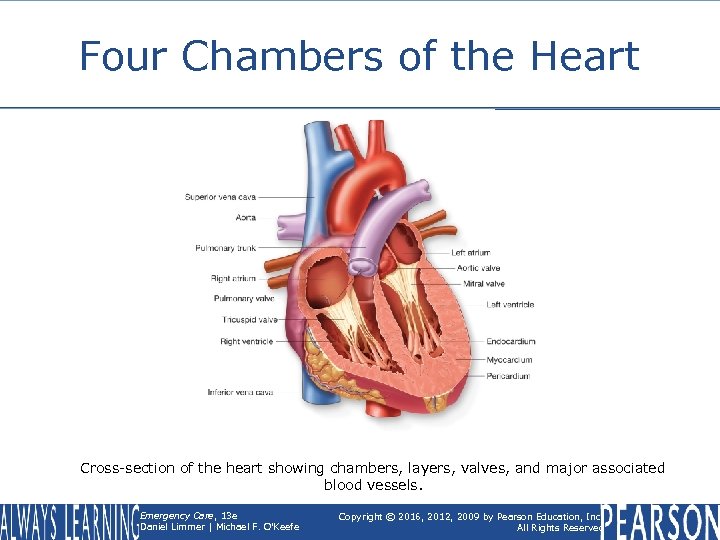 Four Chambers of the Heart Cross-section of the heart showing chambers, layers, valves, and