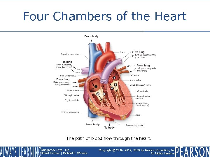Four Chambers of the Heart The path of blood flow through the heart. Emergency