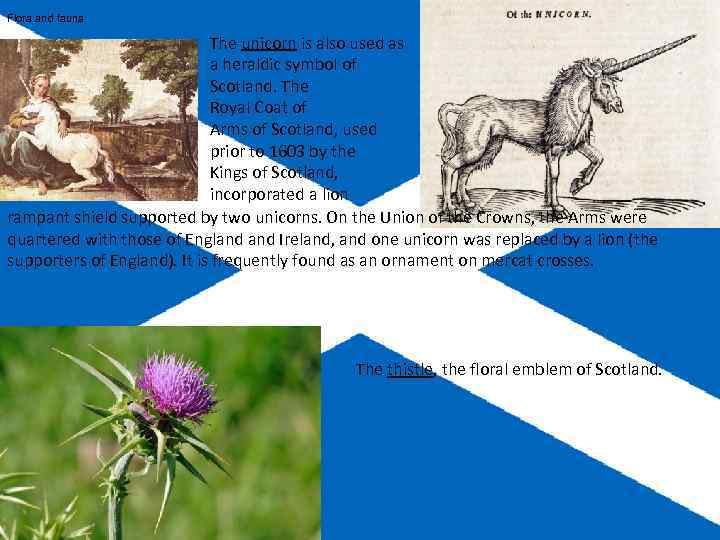 Flora and fauna The unicorn is also used as a heraldic symbol of Scotland.