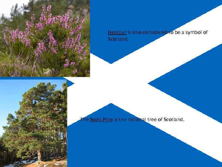 Heather is also considered to be a symbol of Scotland. The Scots Pine is