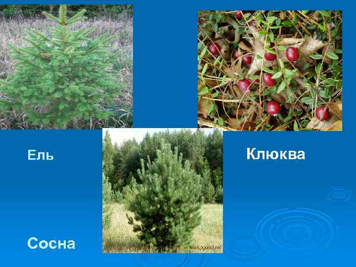 Ель Сосна Клюква 