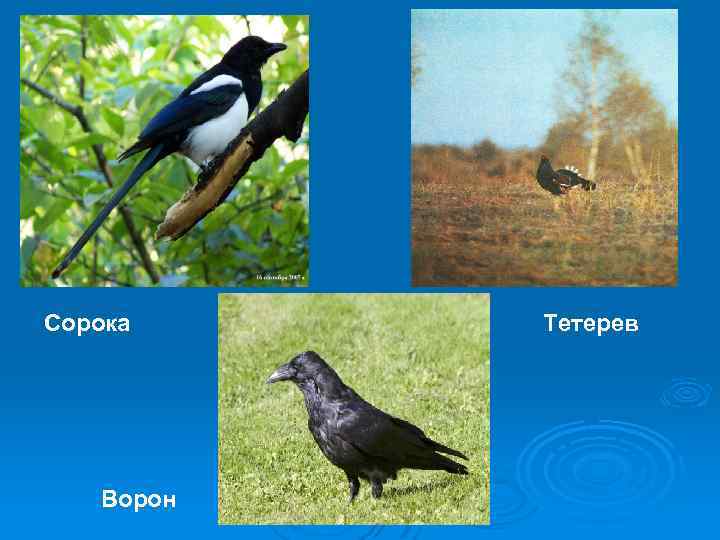 Сорока Ворон Тетерев 