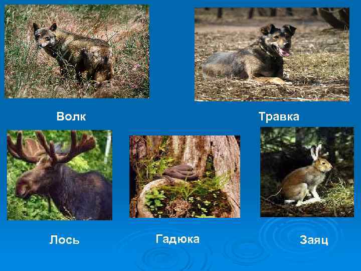 Волк Лось Травка Гадюка Заяц 