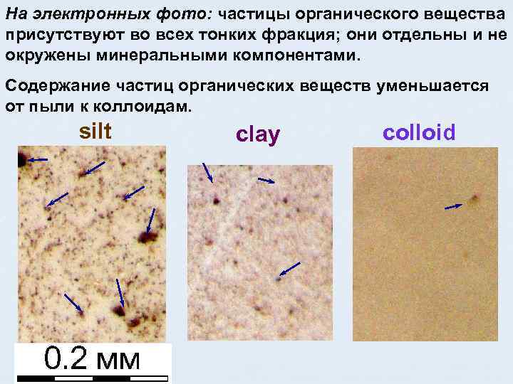 На электронных фото: частицы органического вещества присутствуют во всех тонких фракция; они отдельны и