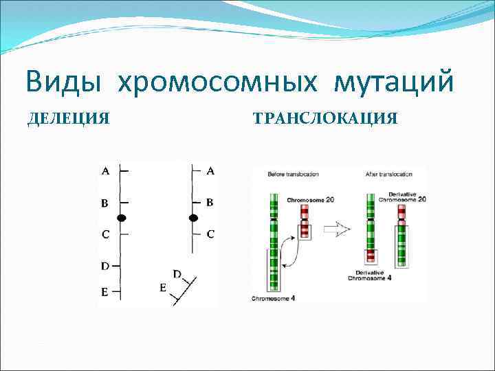 Виды хромосомных мутаций ДЕЛЕЦИЯ ТРАНСЛОКАЦИЯ 