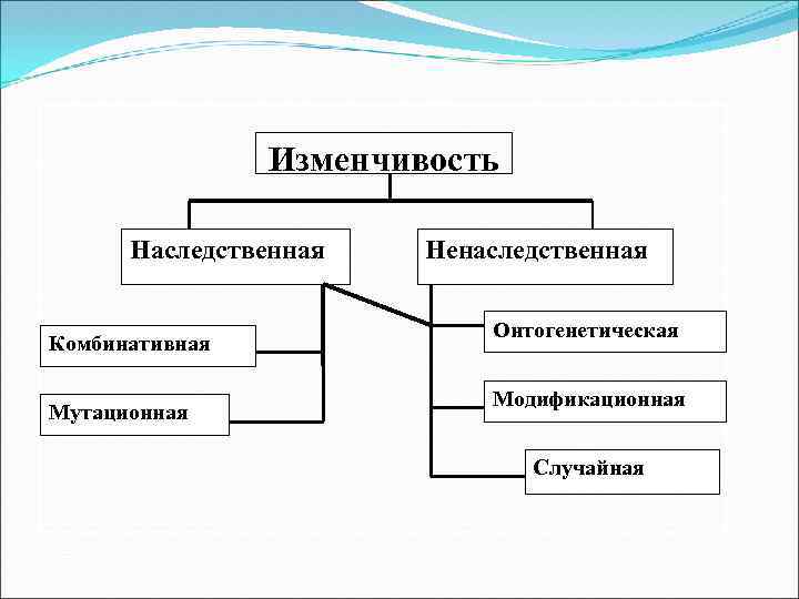 Изменчивость Наследственная Комбинативная Мутационная Ненаследственная Онтогенетическая Модификационная Случайная 