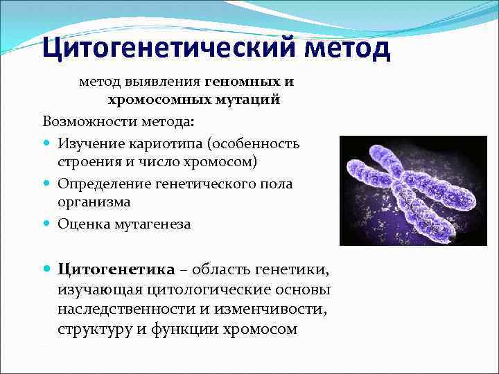 Цитогенетический метод выявления геномных и хромосомных мутаций Возможности метода: Изучение кариотипа (особенность строения и