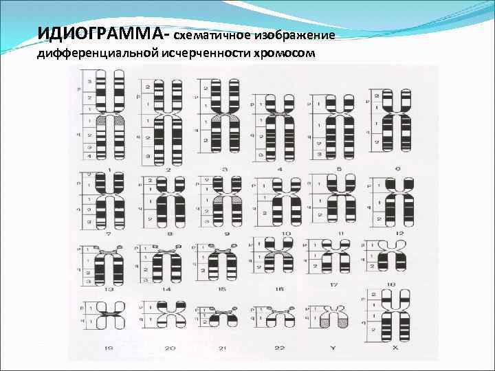 ИДИОГРАММА- схематичное изображение дифференциальной исчерченности хромосом 