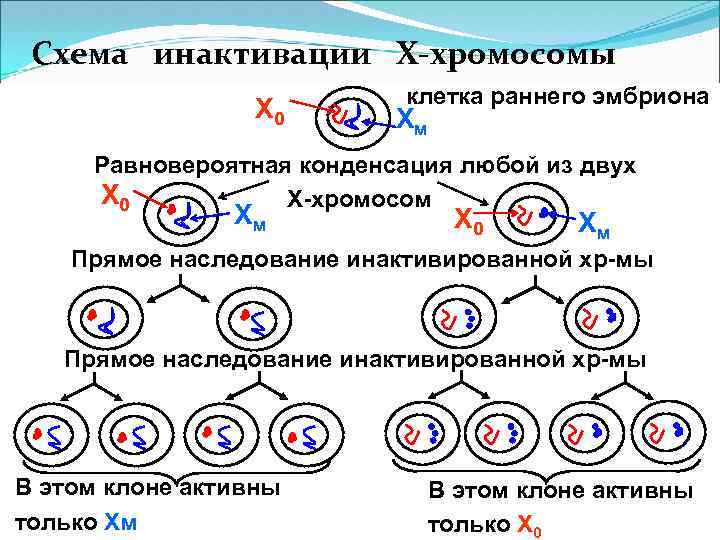 Схема инактивации Х-хромосомы Х 0 клетка раннего эмбриона Хм Равновероятная конденсация любой из двух