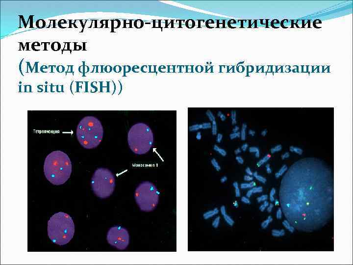 Молекулярно-цитогенетические методы (Метод флюоресцентной гибридизации in situ (FISH)) 