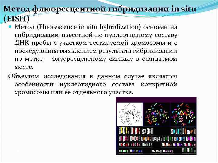 Метод флюоресцентной гибридизации in situ (FISH) Метод (Fluorescence in situ hybridization) основан на гибридизации