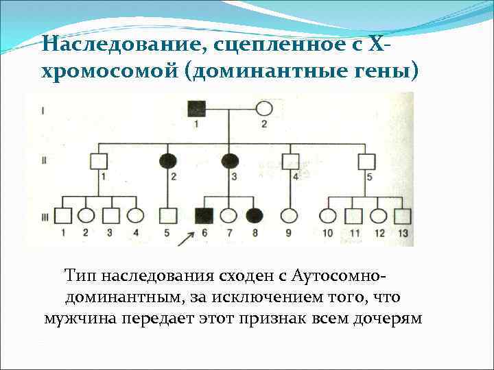 Наследование, сцепленное с Xхромосомой (доминантные гены) Тип наследования сходен с Аутосомнодоминантным, за исключением того,