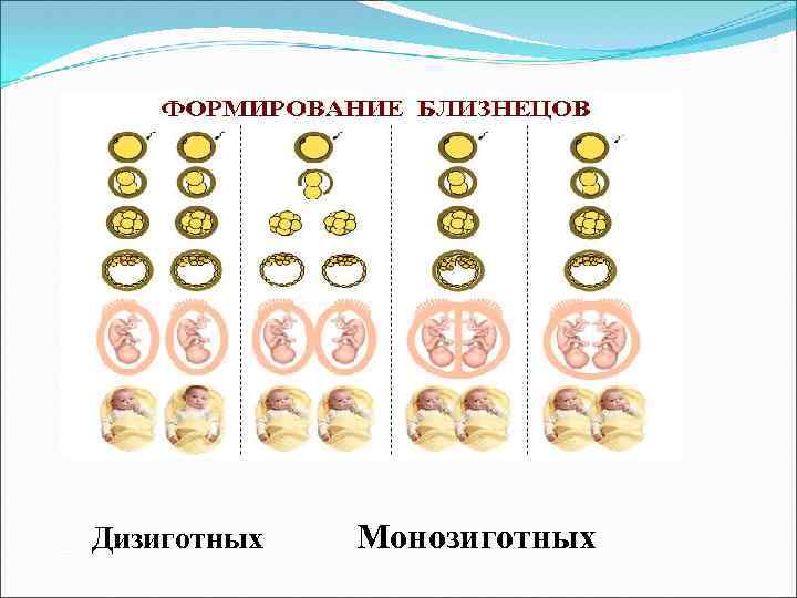 Дизиготных Монозиготных 