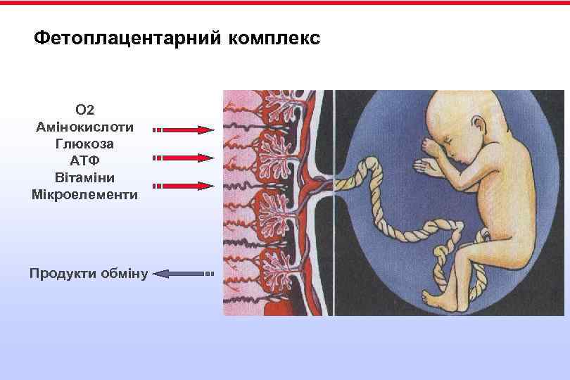 Фетоплацентарний комплекс О 2 Амінокислоти Глюкоза АТФ Вітаміни Мікроелементи Продукти обміну 