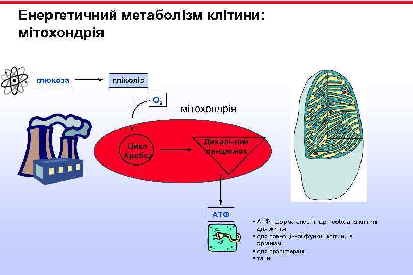 Енергетичний метаболізм клітини: мітохондрія глюкоза гліколіз O 2 Цикл Кребса мітохондрія Дихальний ланцюжок АТФ