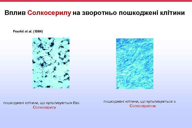 Вплив Солкосерилу на зворотньо пошкоджені клітини Fraefel et al. (1984) пошкоджені клітини, що культивуються