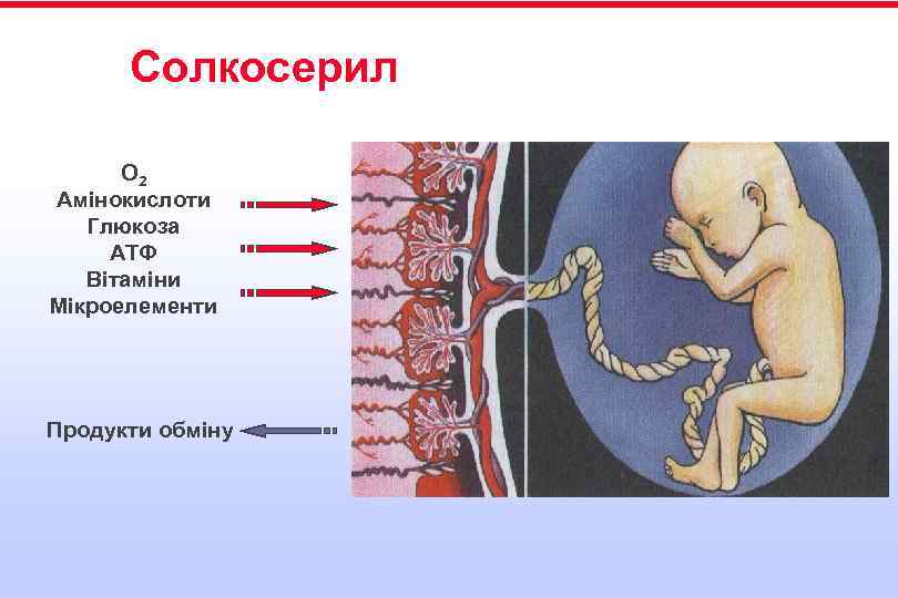 Солкосерил О 2 Амінокислоти Глюкоза АТФ Вітаміни Мікроелементи Продукти обміну 