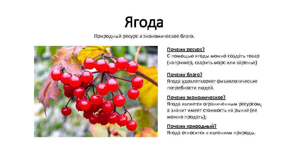 Ягода Природный ресурс и экономическое благо. Почему ресурс? C помощью ягоды можно создать товар