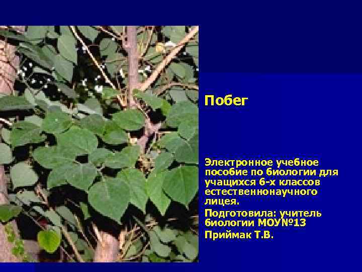Побег Электронное учебное пособие по биологии для учащихся 6 -х классов естественнонаучного лицея. Подготовила: