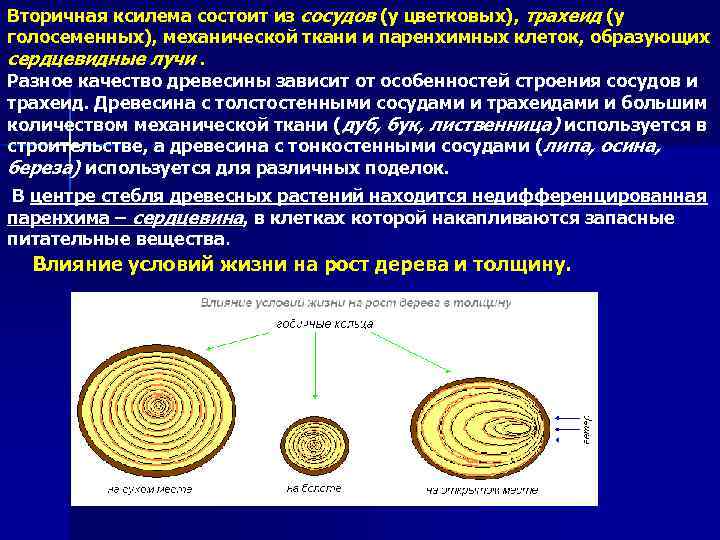 Вторичная ксилема состоит из сосудов (у цветковых), трахеид (у голосеменных), механической ткани и паренхимных
