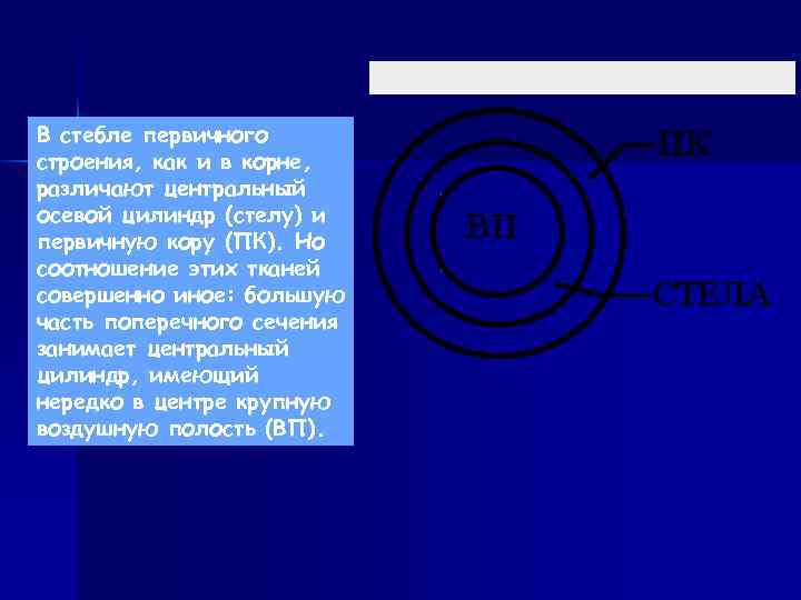 В стебле первичного строения, как и в корне, различают центральный осевой цилиндр (стелу) и