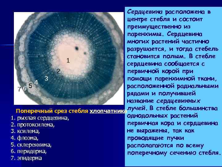 Сердцевина расположена в центре стебля и состоит преимущественно из паренхимы. Сердцевина многих растений частично