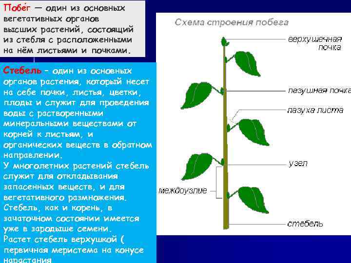 Побе г — один из основных вегетативных органов высших растений, состоящий из стебля с