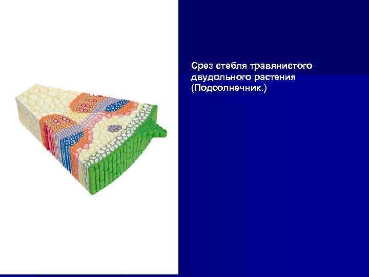 Срез стебля травянистого двудольного растения (Подсолнечник. ) 