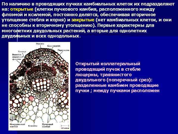 По наличию в проводящих пучках камбиальных клеток их подразделяют на: открытые (клетки пучкового камбия,