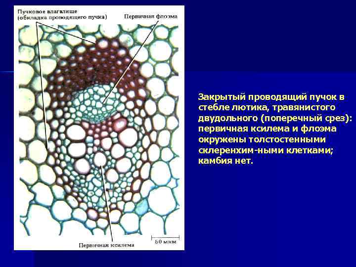 Закрытый проводящий пучок в стебле лютика, травянистого двудольного (поперечный срез): первичная ксилема и флоэма