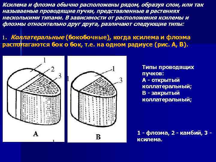 Ткань образующая слой. Проводящие пучки ксилемы и флоэмы. Ксилема и флоэма. Расположение ксилемы и флоэмы.