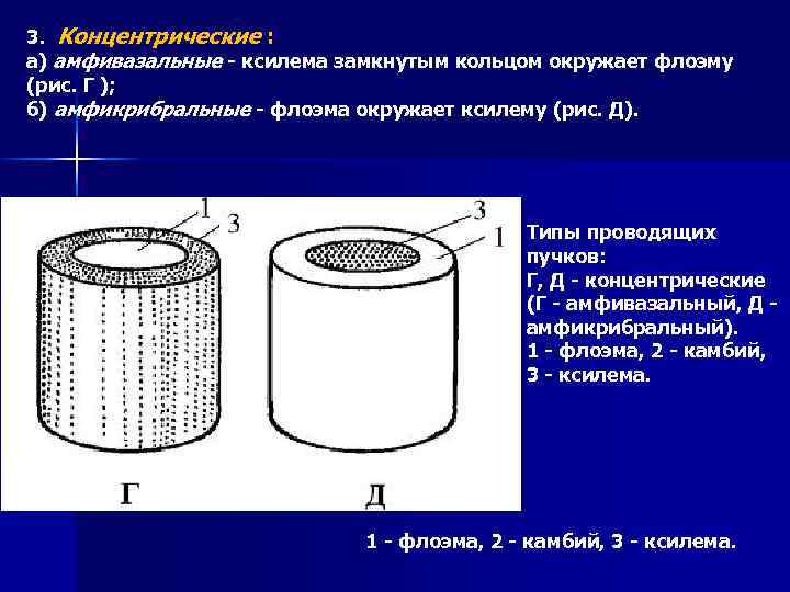 3. Концентрические : а) амфивазальные - ксилема замкнутым кольцом окружает флоэму (рис. Г );