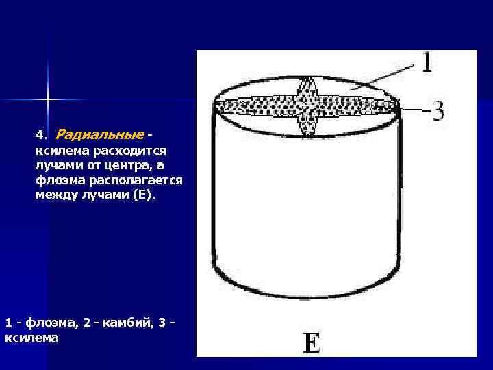 4. Радиальные - ксилема расходится лучами от центра, а флоэма располагается между лучами (Е).