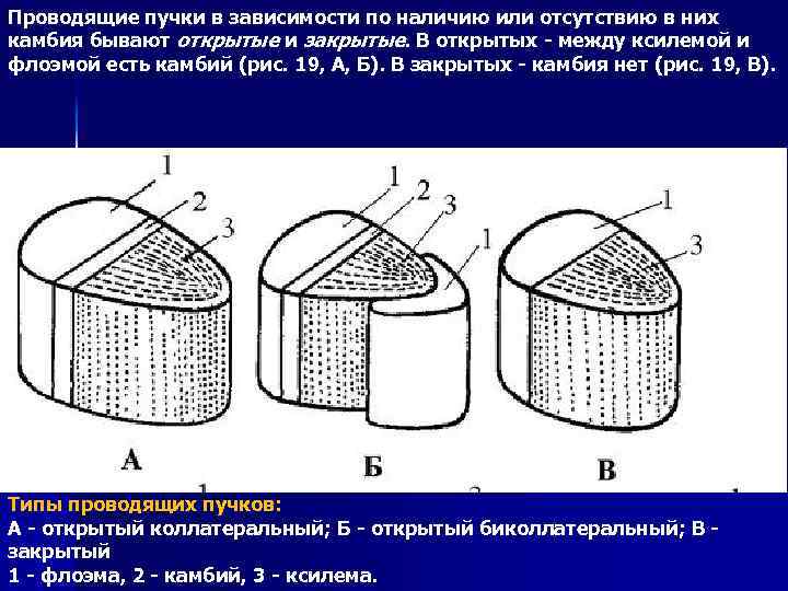 Проводящие пучки в зависимости по наличию или отсутствию в них камбия бывают открытые и
